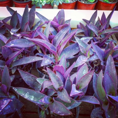 Tradescantia pallida o purpúrea